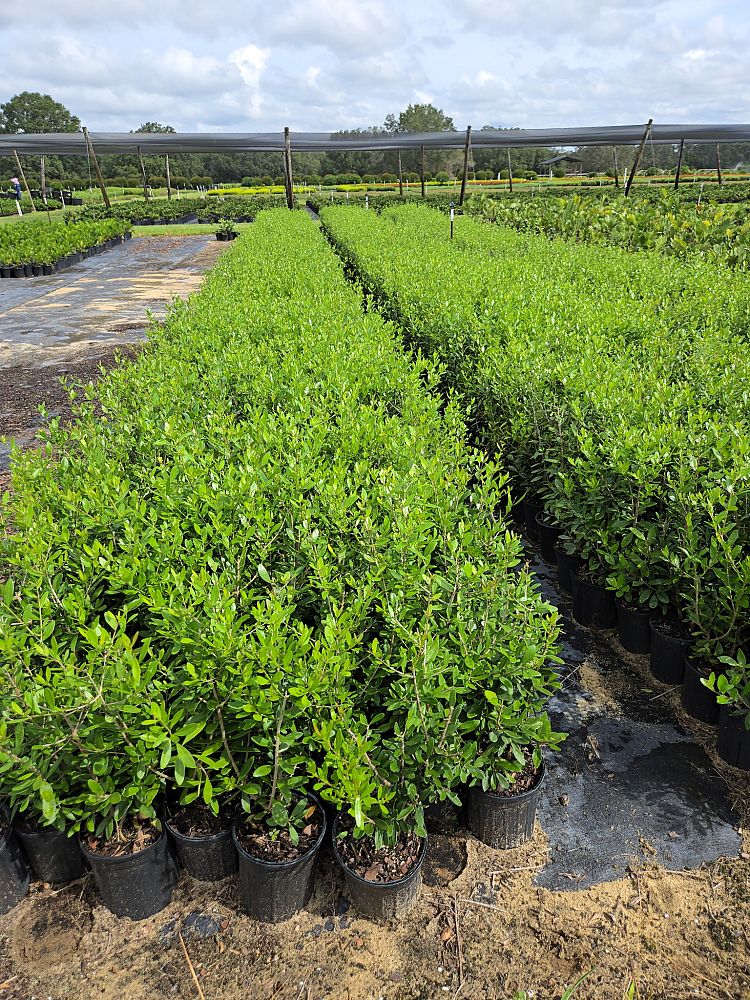 forestiera-segregata-florida-privet