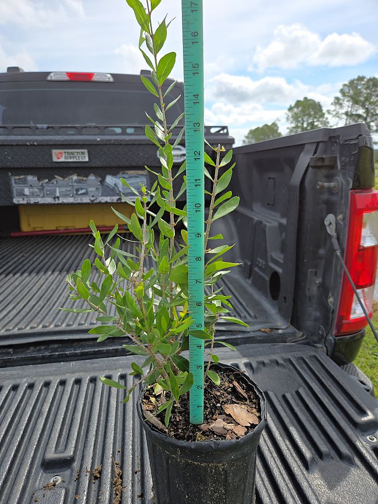forestiera-segregata-florida-privet