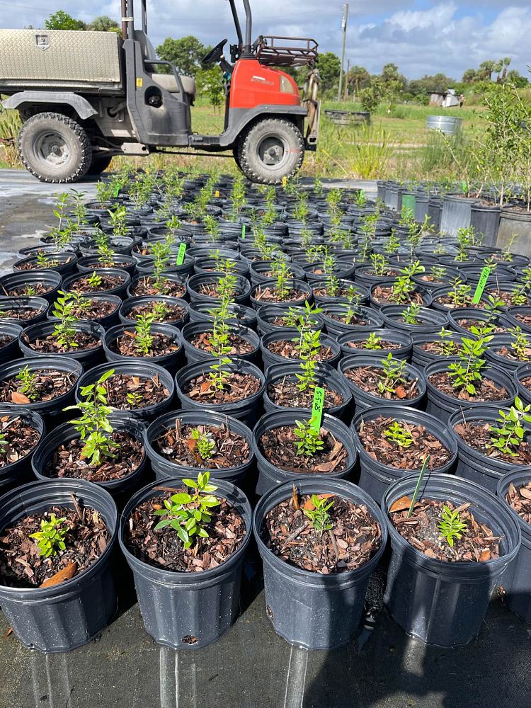 forestiera-segregata-florida-privet