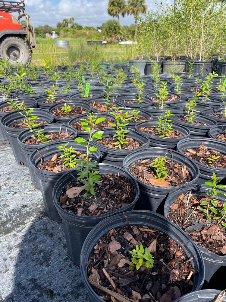 forestiera-segregata-florida-privet