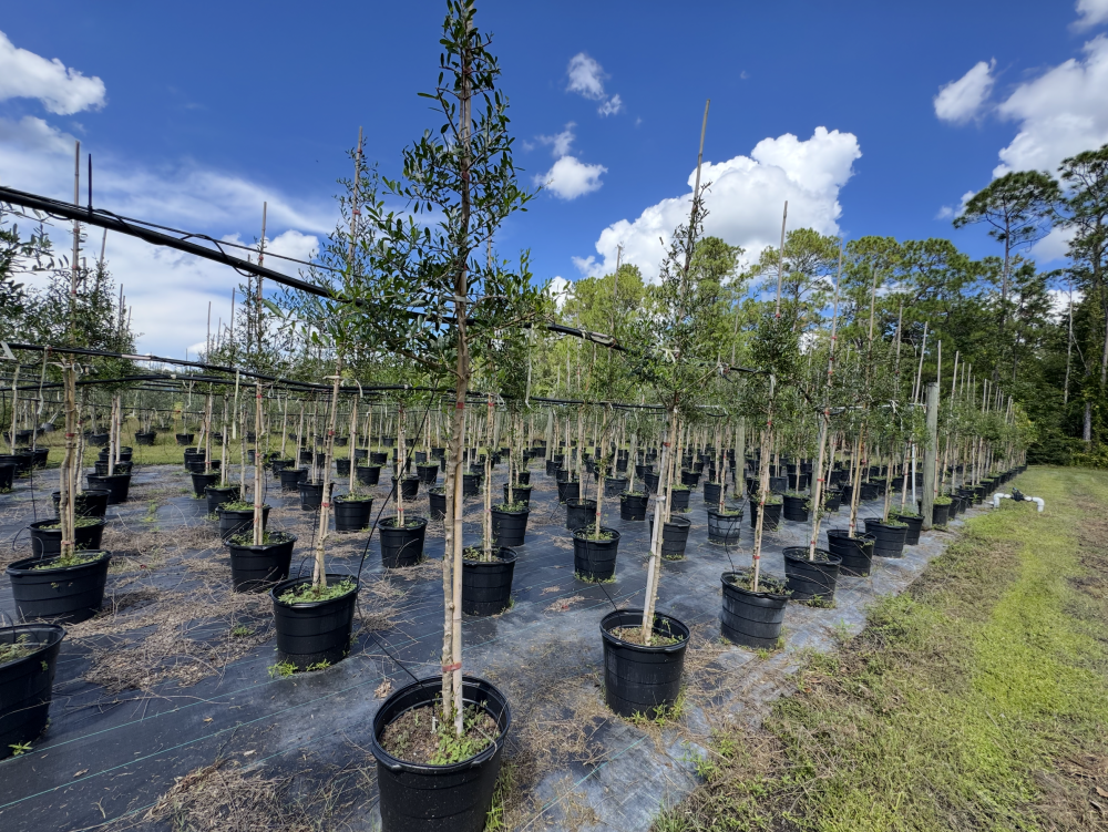 forestiera-segregata-florida-privet