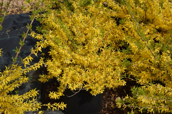 forsythia-courtasol-gold-tide-reg-forsythia