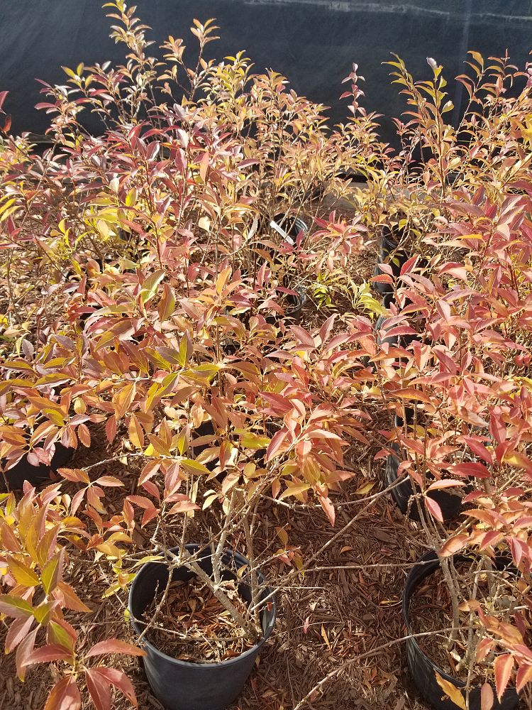 forsythia-golden-bells