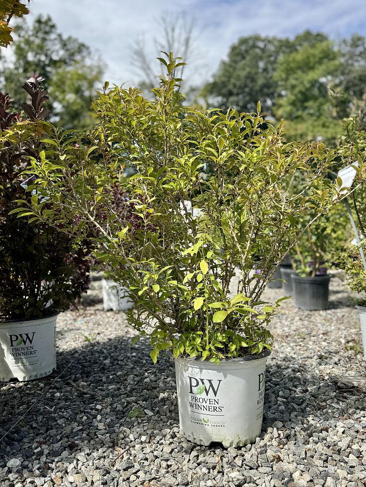 forsythia-nimbus-show-off-reg-sugar-baby-reg-forsythia