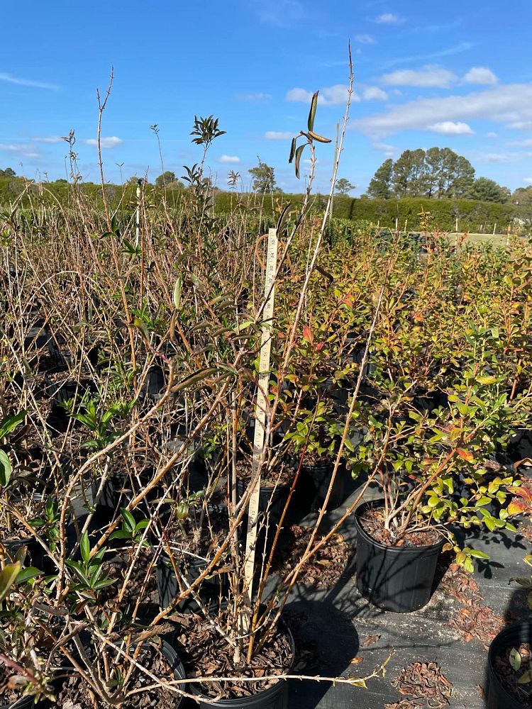 forsythia-x-intermedia-border-forsythia-golden-bells