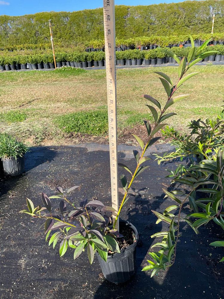 forsythia-x-intermedia-border-forsythia-golden-bells