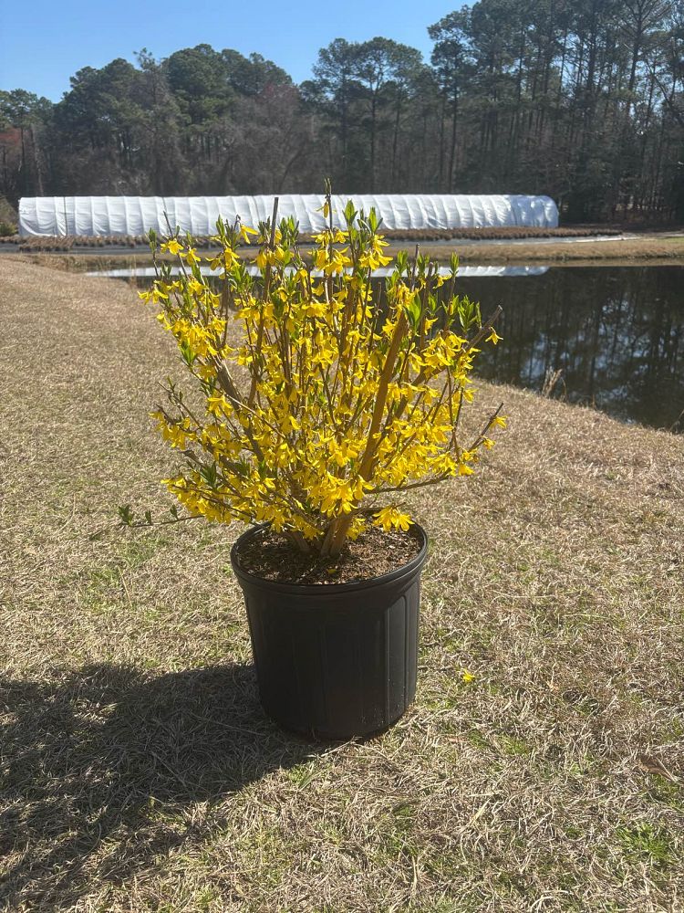 forsythia-x-intermedia-border-forsythia-golden-bells