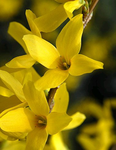 forsythia-x-intermedia-lynwood-border-forsythia-golden-bells
