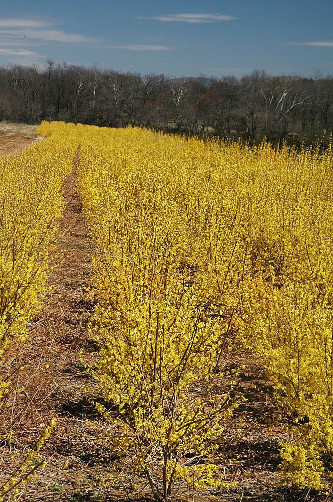 forsythia-x-intermedia-lynwood-border-forsythia-golden-bells