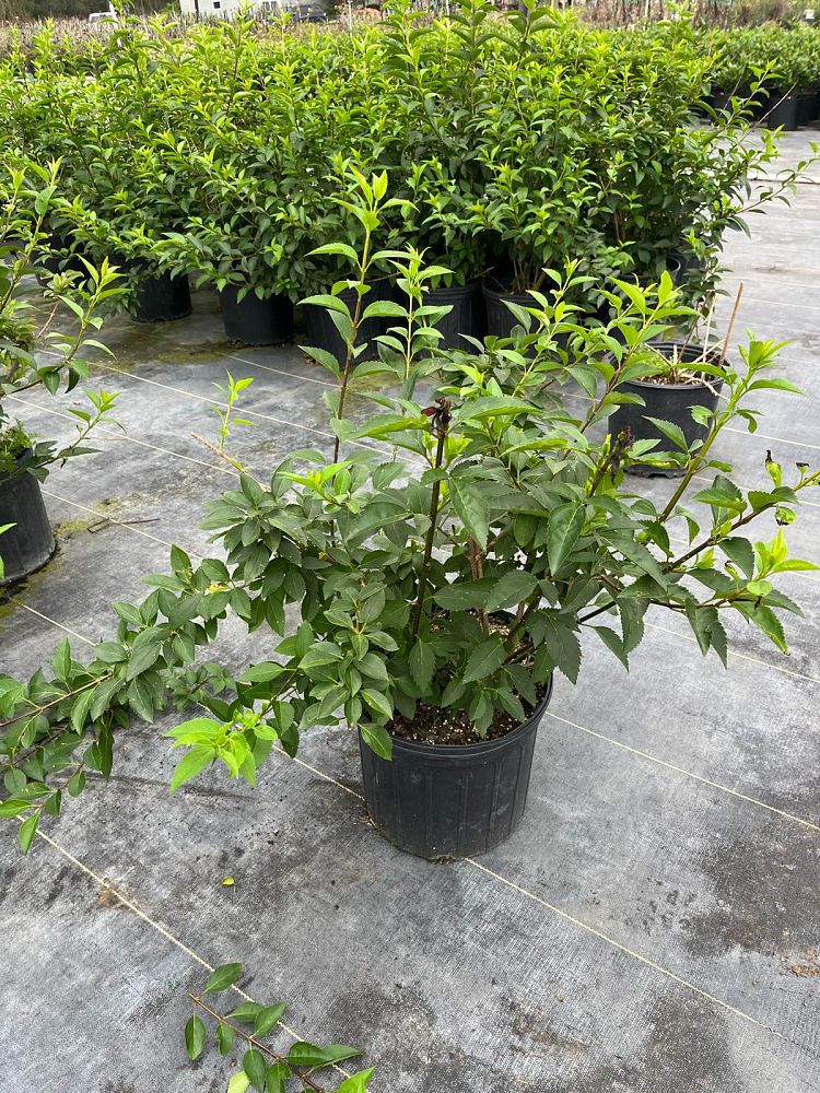 forsythia-x-intermedia-lynwood-border-forsythia-golden-bells