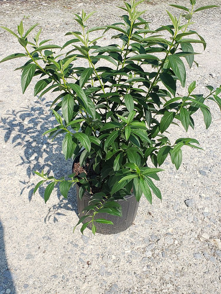 forsythia-x-intermedia-lynwood-gold-border-forsythia-spectabilis-golden-bells