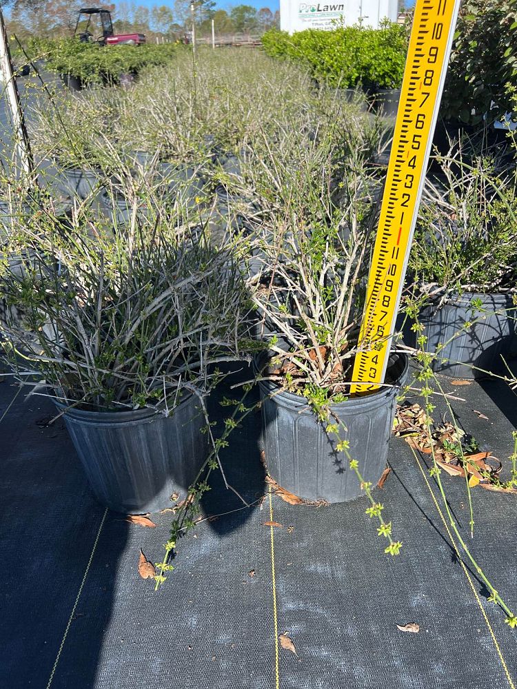 forsythia-x-intermedia-lynwood-gold-border-forsythia-spectabilis-golden-bells