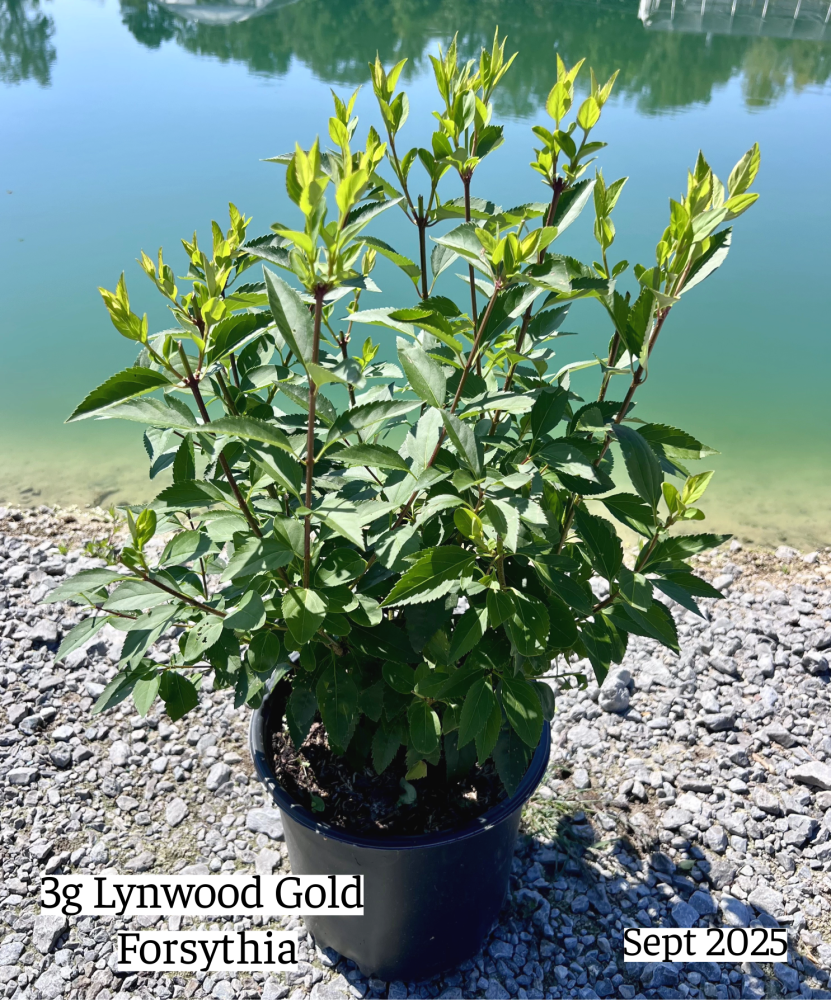 forsythia-x-intermedia-lynwood-gold-border-forsythia-spectabilis-golden-bells