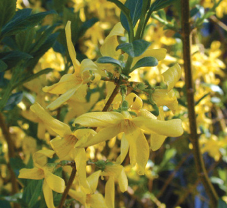 forsythia-x-intermedia-spring-glory-border-forsythia-golden-bells