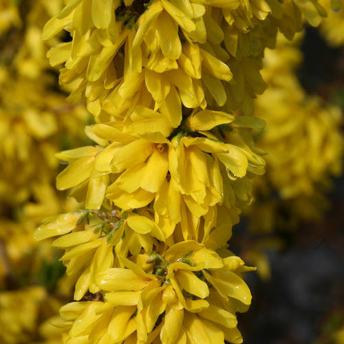 forsythia-x-minfor6-show-off-starlet-reg-forsythia