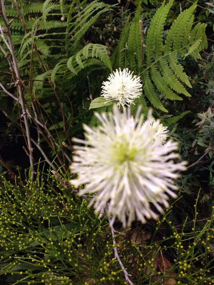 fothergilla-gardenii-dwarf-witchalder-fothergilla-parvifolia