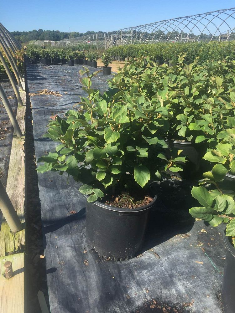 fothergilla-gardenii-dwarf-witchalder-fothergilla-parvifolia