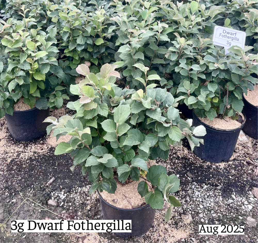 fothergilla-gardenii-dwarf-witchalder-fothergilla-parvifolia