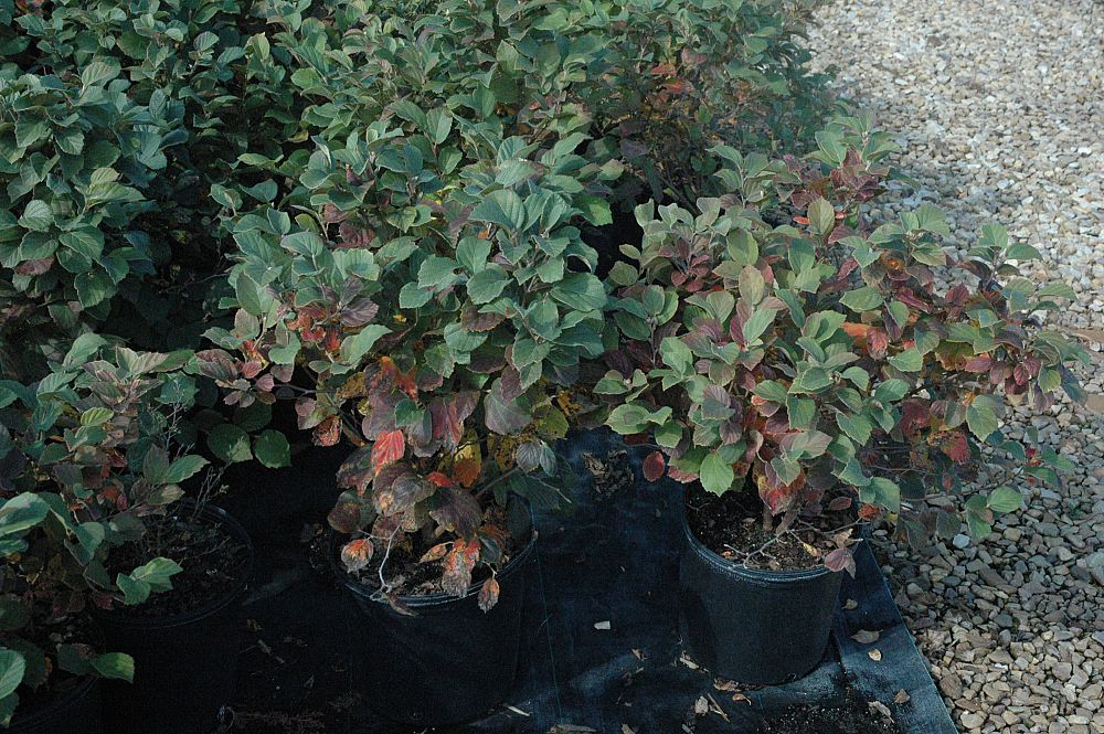 fothergilla-major-blue-shadow-large-fothergilla-witch-alder