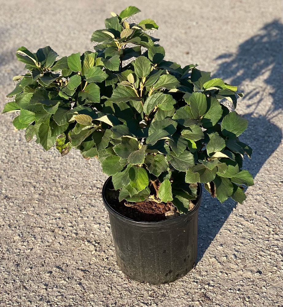 fothergilla-major-large-fothergilla-witch-alder