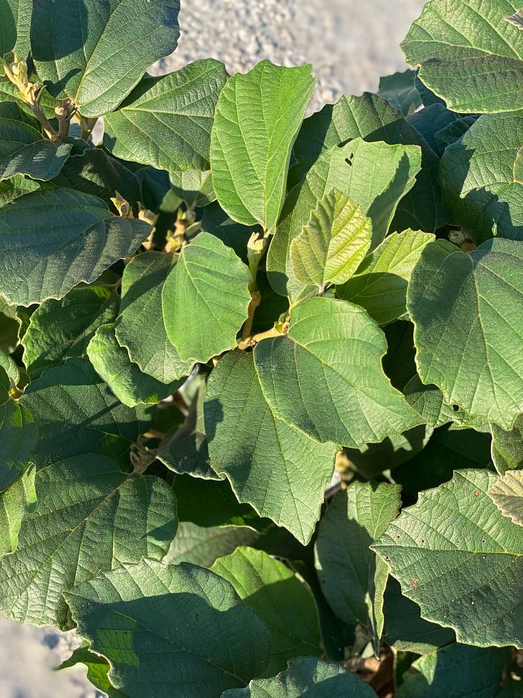 fothergilla-major-large-fothergilla-witch-alder
