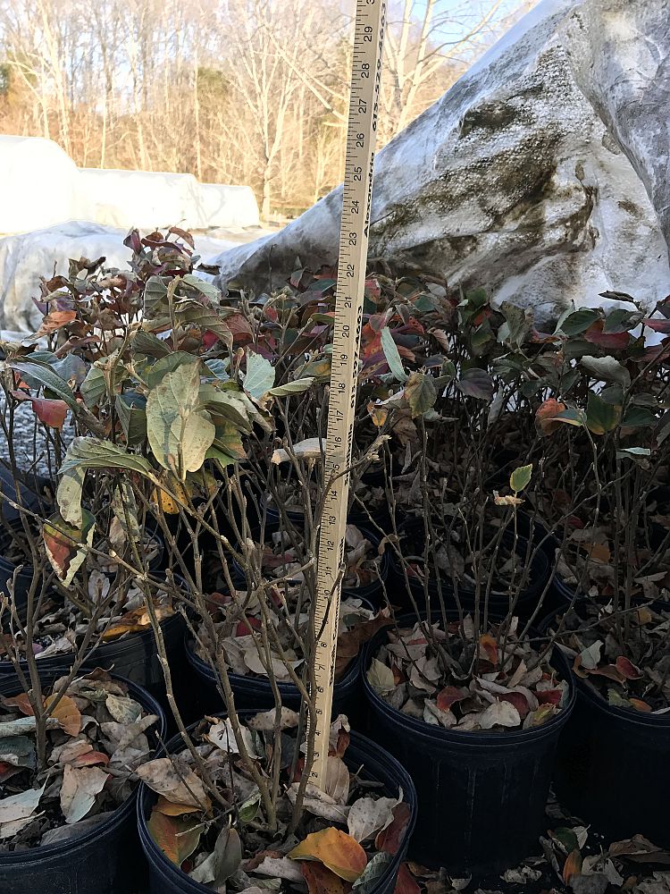 fothergilla-major-mount-airy-witch-alder