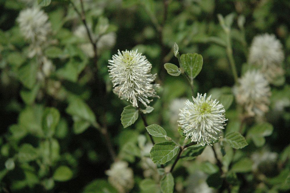 fothergilla-major-mount-airy-witch-alder
