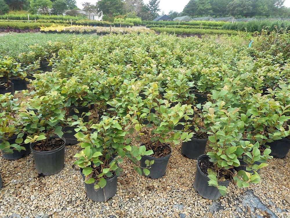 fothergilla-major-mount-airy-witch-alder