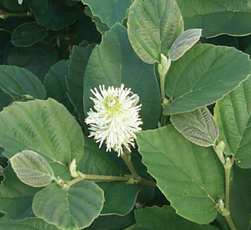 fothergilla-major-mount-airy-witch-alder