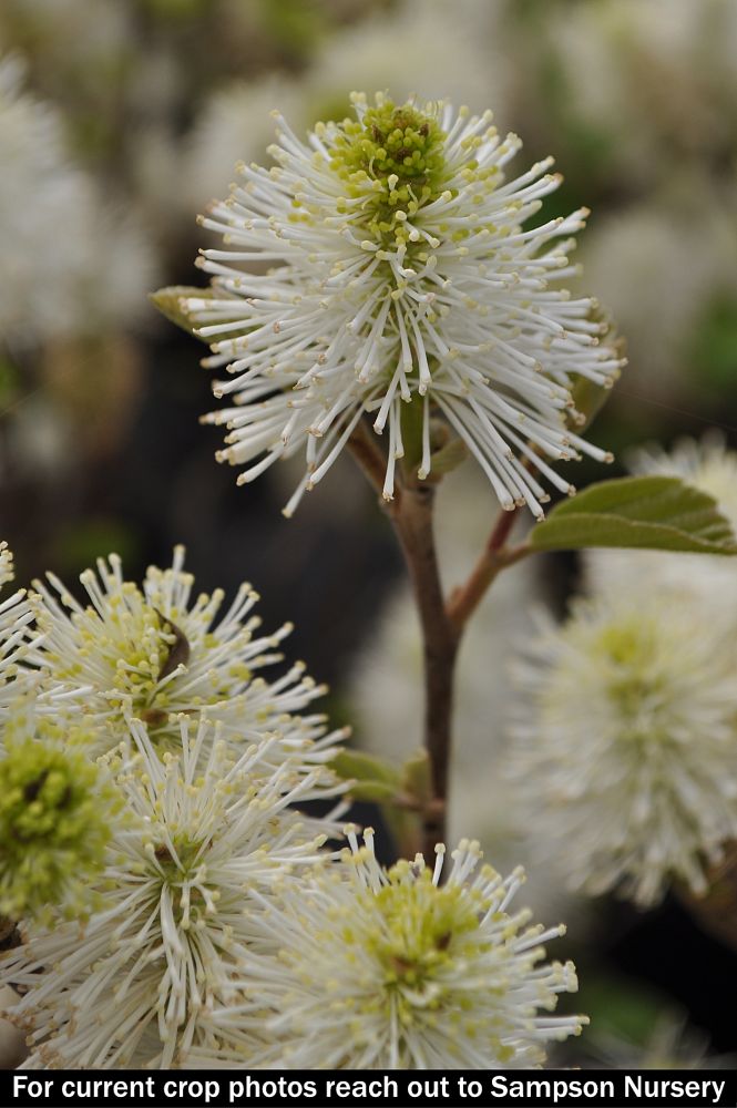 fothergilla-major-mount-airy-witch-alder