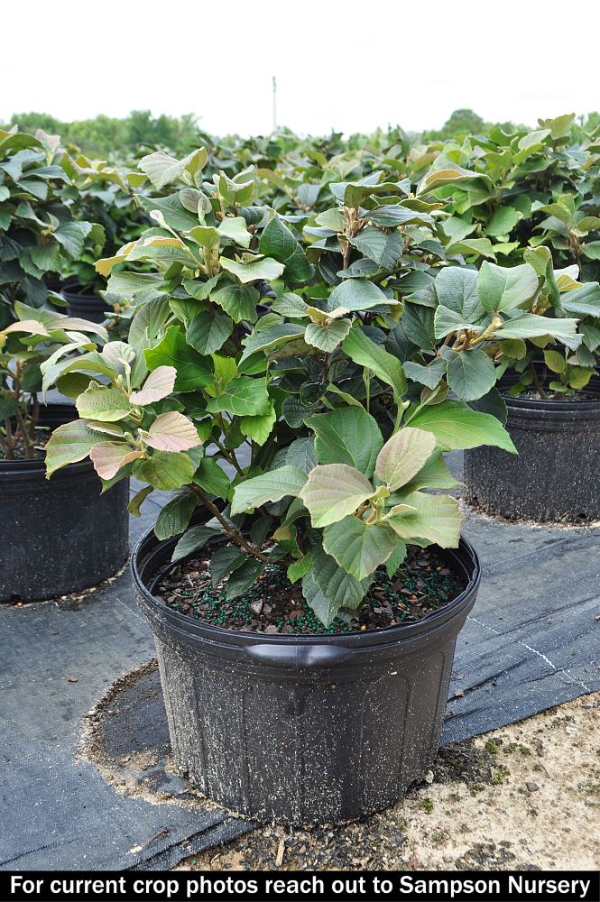 fothergilla-major-mount-airy-witch-alder