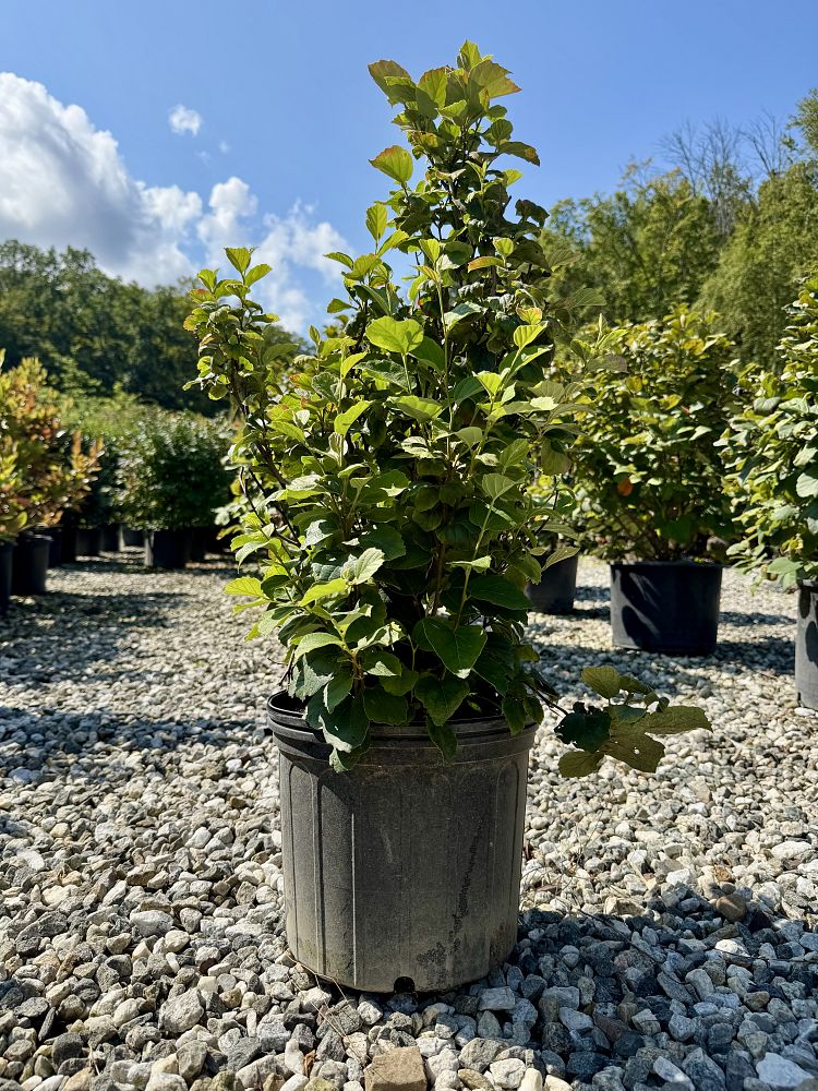 fothergilla-major-mount-airy-witch-alder