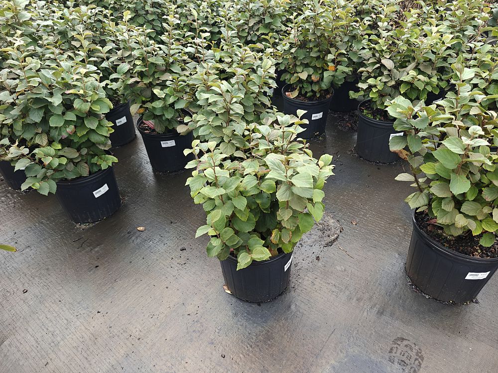 fothergilla-major-mount-airy-witch-alder
