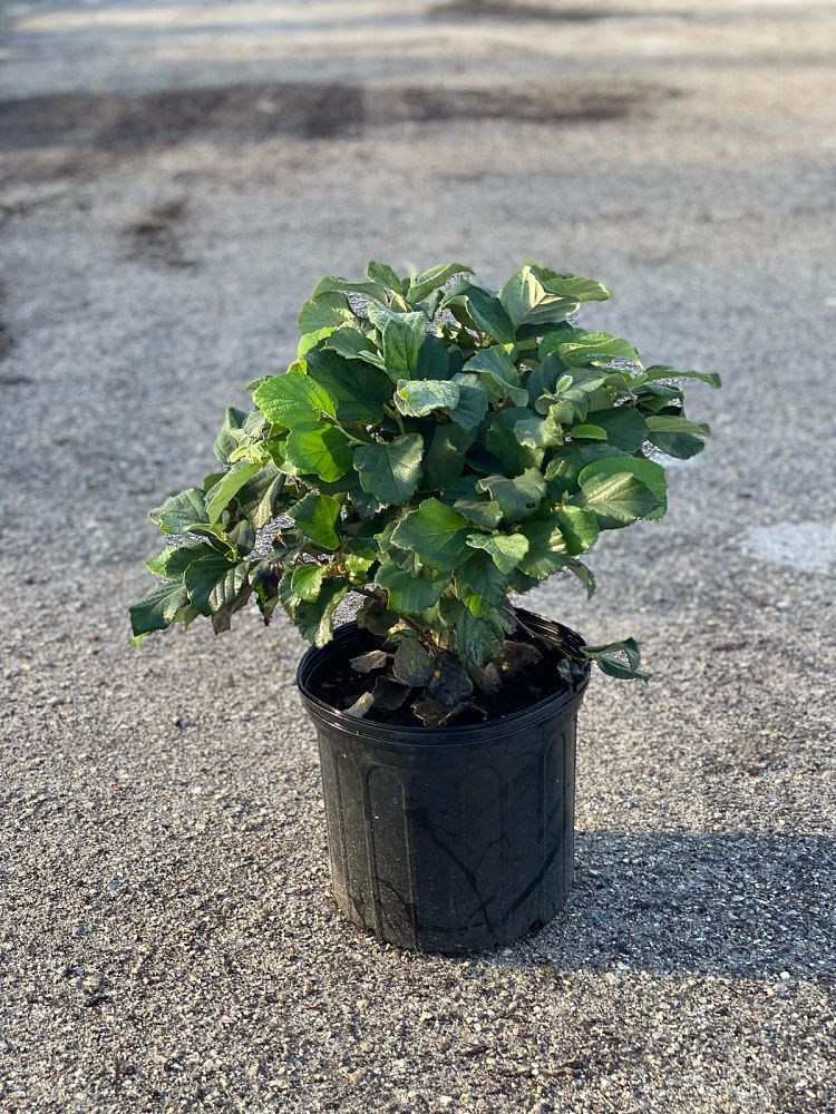 fothergilla-monticola-alabama-fothergilla-witch-alder
