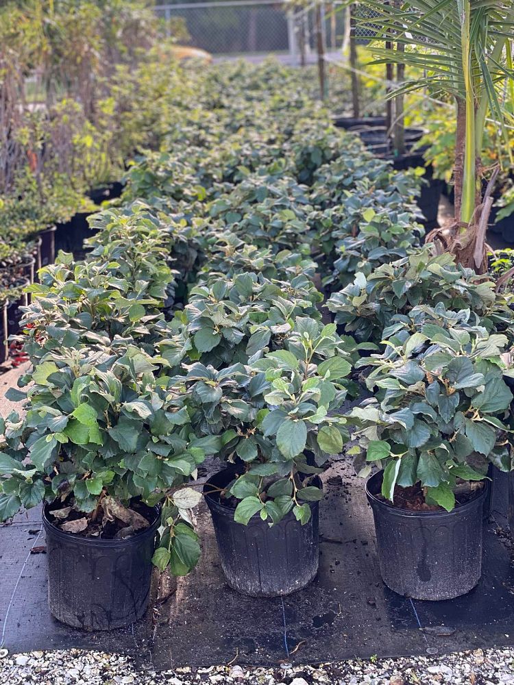 fothergilla-monticola-alabama-fothergilla-witch-alder