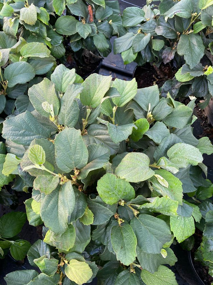 fothergilla-monticola-alabama-fothergilla-witch-alder