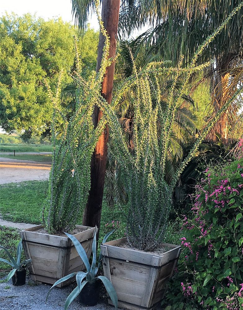 fouquieria-splendens-candlewood-ocotillo