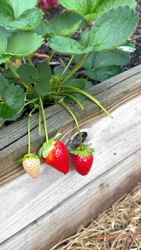 fragaria-ananassa-strawberry