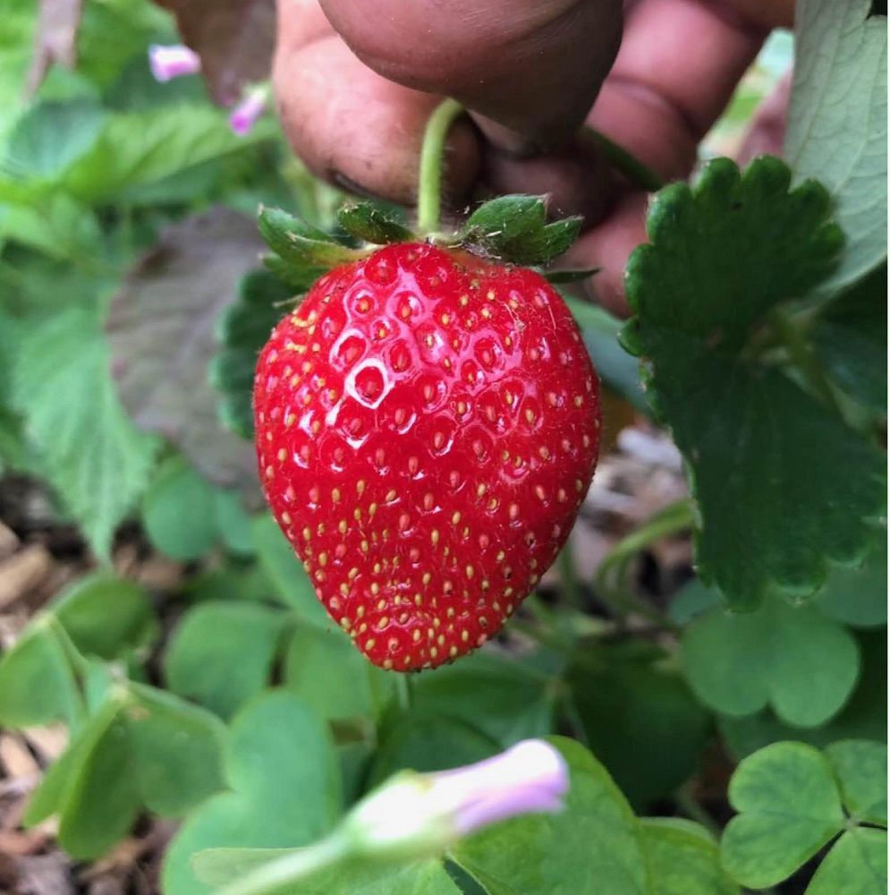 fragaria-ananassa-strawberry