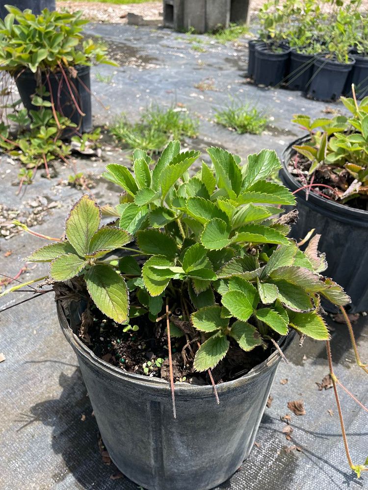 fragaria-virginiana-wild-strawberry-virginia-strawberry