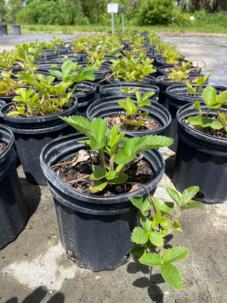 fragaria-virginiana-wild-strawberry-virginia-strawberry