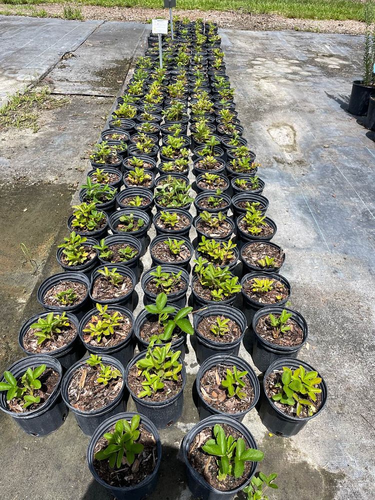 fragaria-virginiana-wild-strawberry-virginia-strawberry