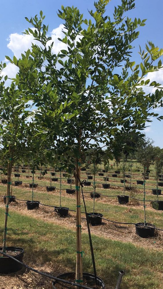 fraxinus-albicans-texas-ash