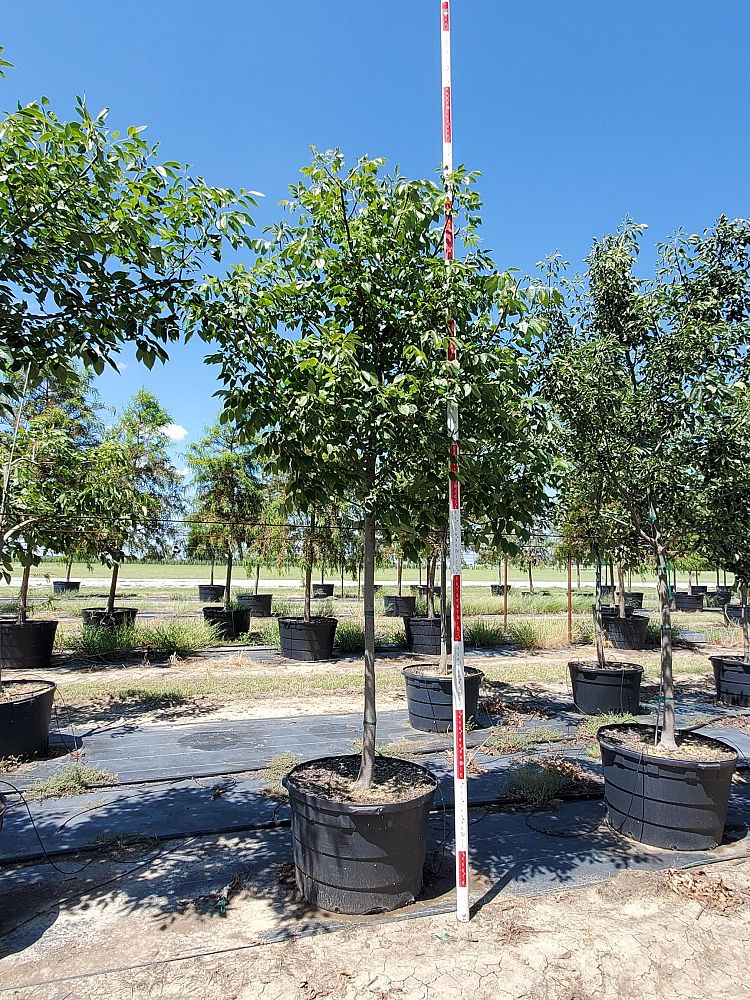 fraxinus-albicans-texas-ash