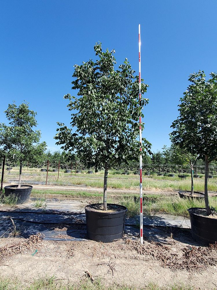 fraxinus-albicans-texas-ash