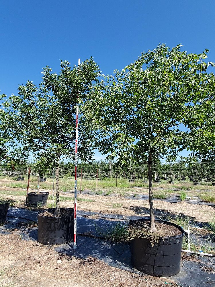 fraxinus-albicans-texas-ash