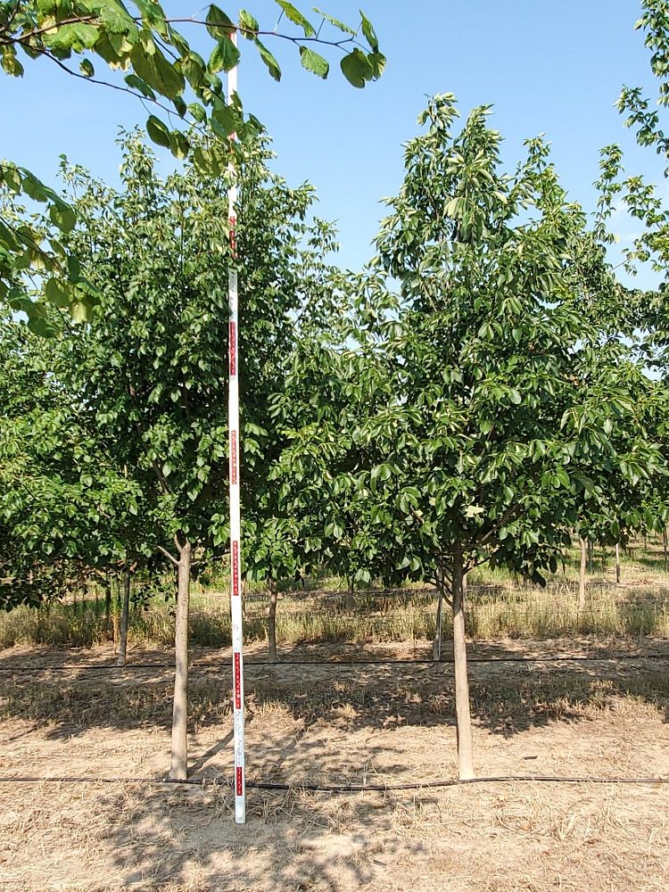 fraxinus-albicans-texas-ash