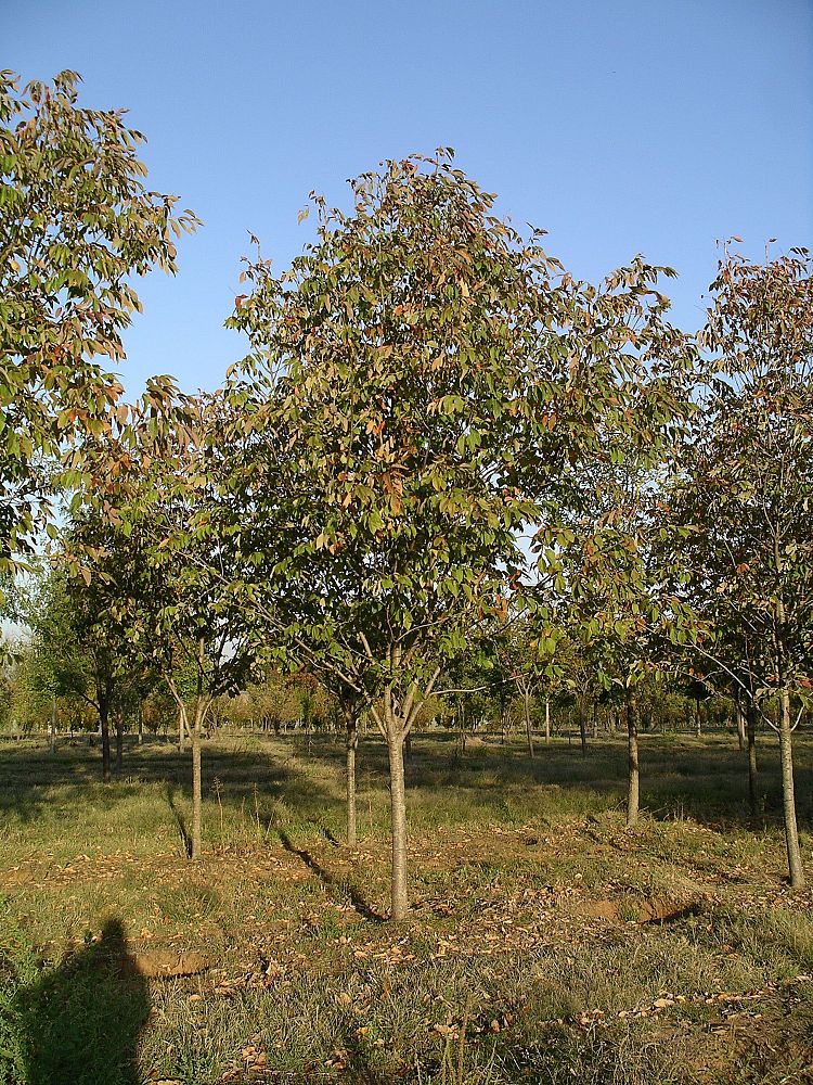 fraxinus-americana-autumn-purple-white-ash