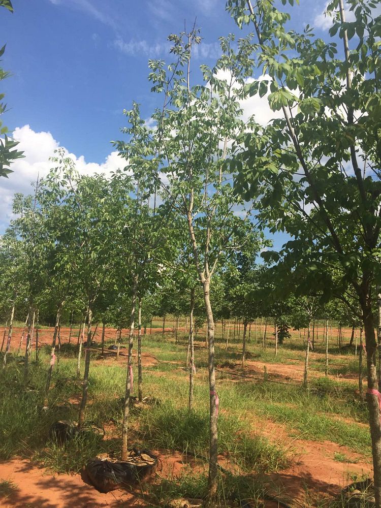 fraxinus-americana-white-ash