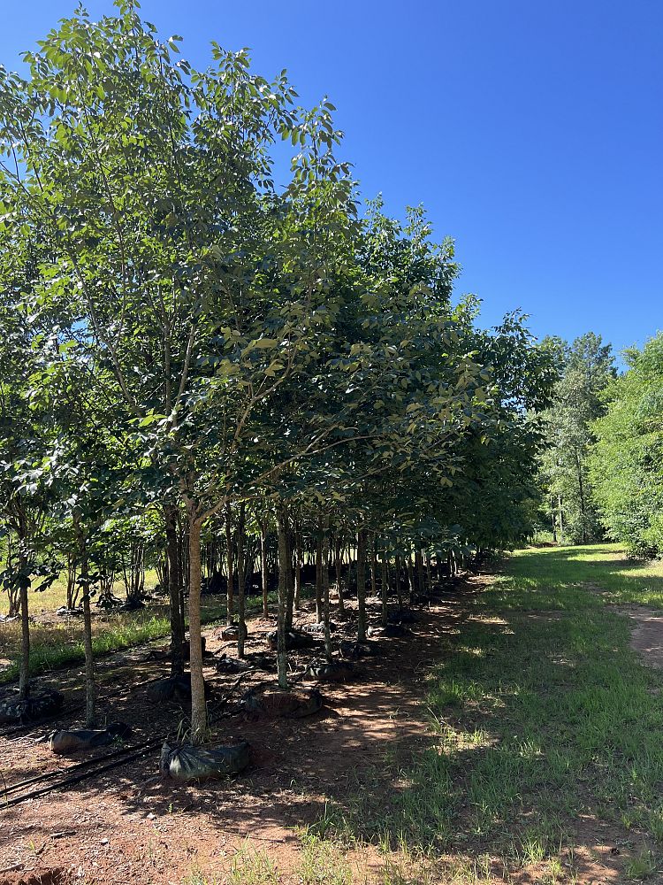 fraxinus-americana-white-ash